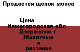  Продается щенок мопса › Цена ­ 11 000 - Нижегородская обл., Дзержинск г. Животные и растения » Собаки   . Нижегородская обл.,Дзержинск г.